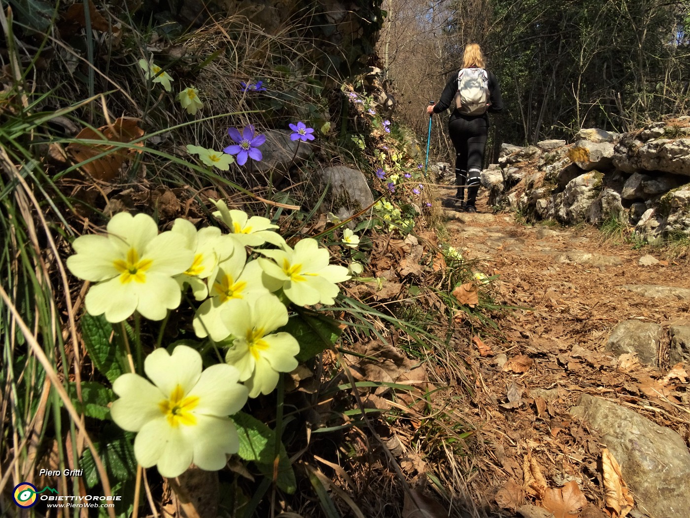 01 Festa di fiori sui sentieri per lo Zucco, primule ed Hepatica nobilis.JPG